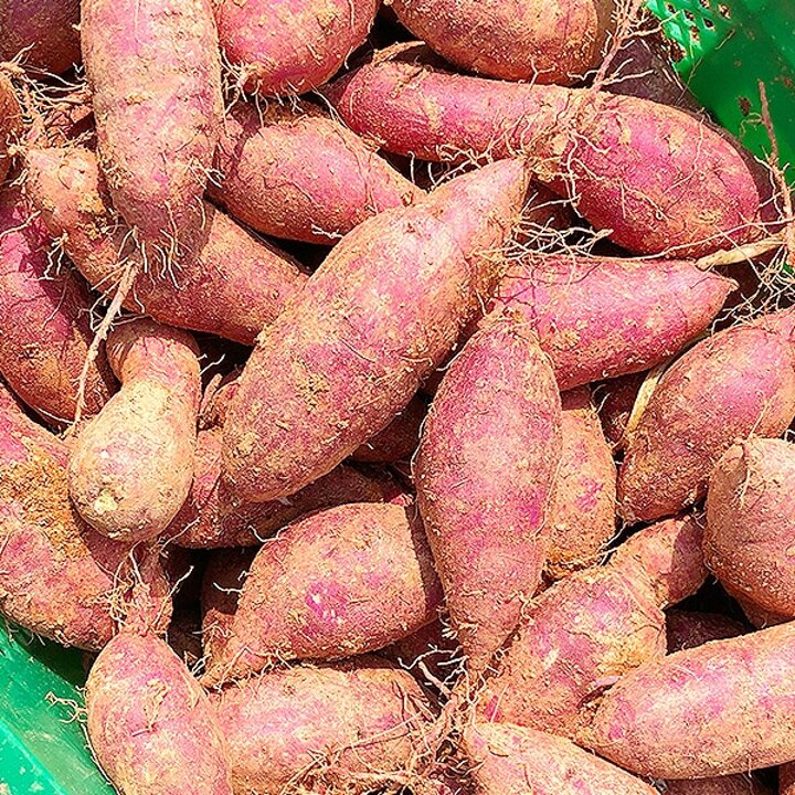 국내산 고구마 5kg 한입사이즈