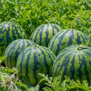 프리미엄 국내산 수박 7-8kg