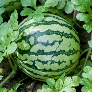 프리미엄 국내산 수박 4-5kg