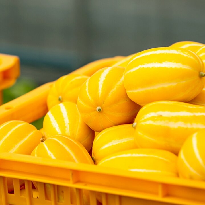 성주 벌꿀 (가정용) 못난이  참외 꼬마과 / 3kg