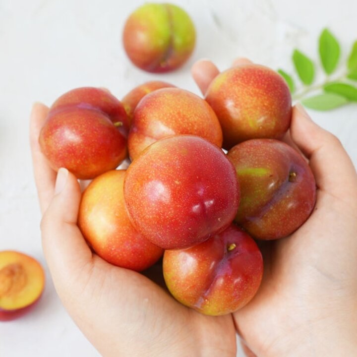 경북 대석자두 소과 1kg