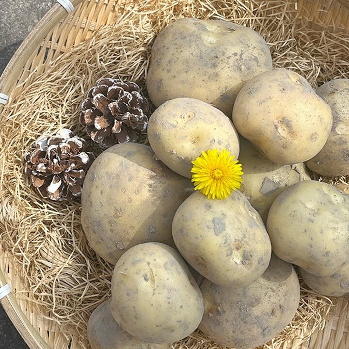 설봉감자 3kg 대사이즈
