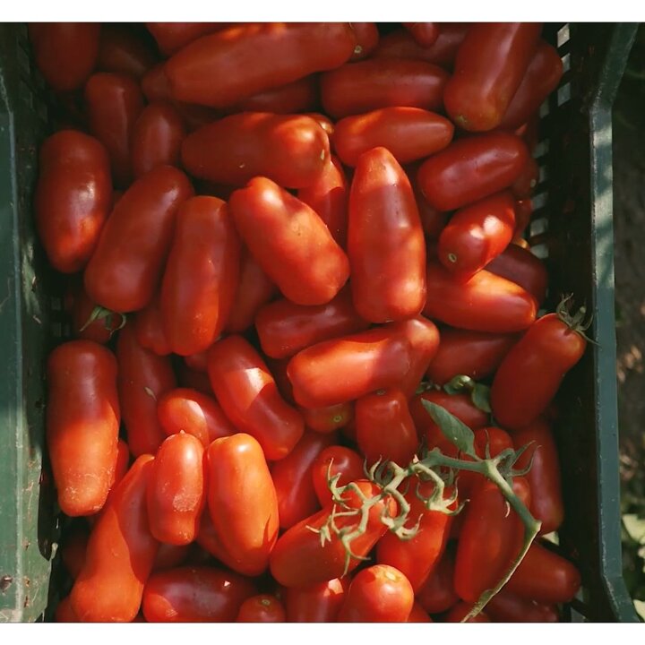 (신세계본점)카사마라조 산마르자노 D.O.P 토마토소스 300G