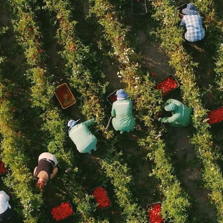 (신세계본점)카사마라조 산마르자노 D.O.P 토마토소스 300G