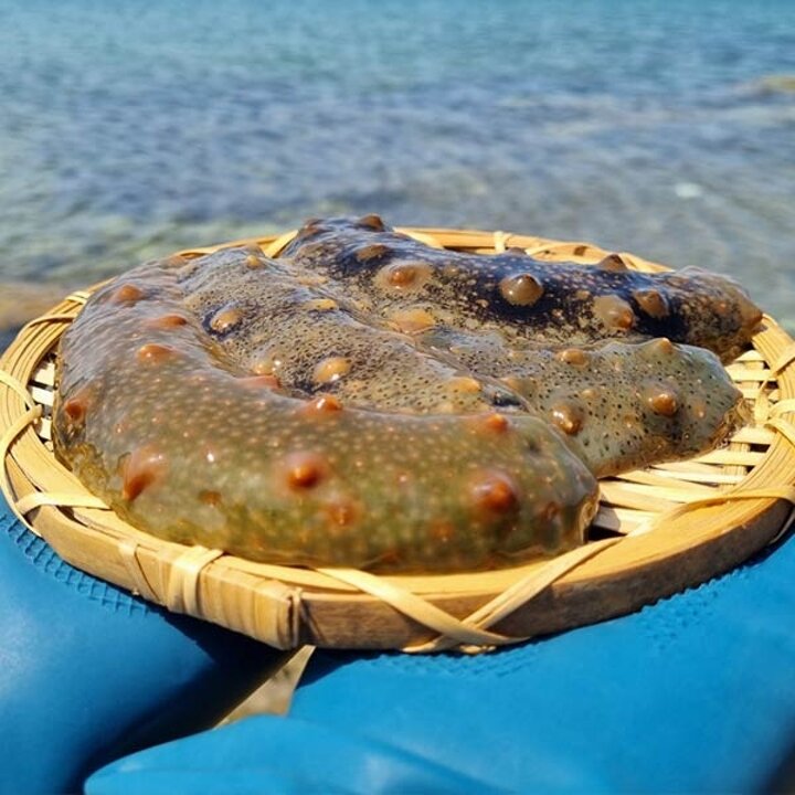 통영직송 싱싱한 제철 해삼 1kg
