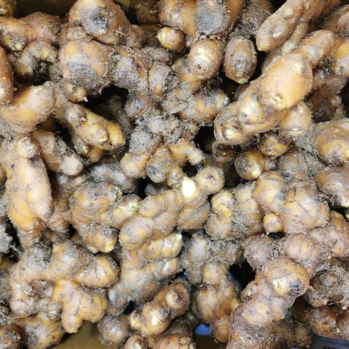토종 흙생강 종자용 3kg