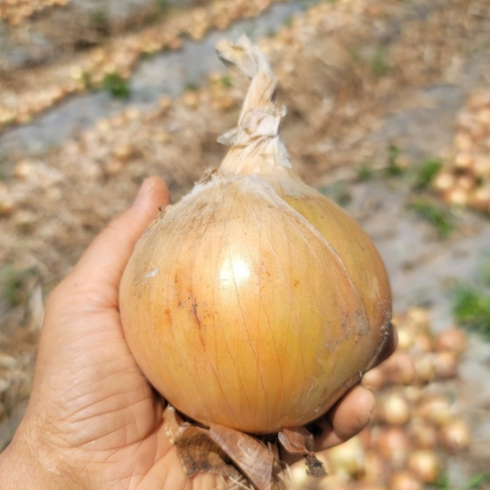 26년 햇양파 무안 양파 일반특대 5kg