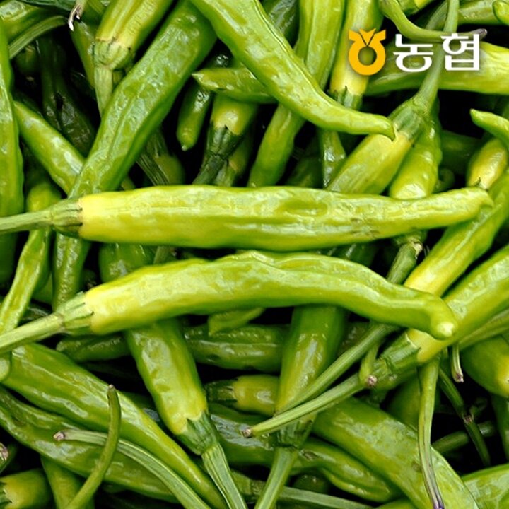 농협선별 신선한 꽈리고추 1kg