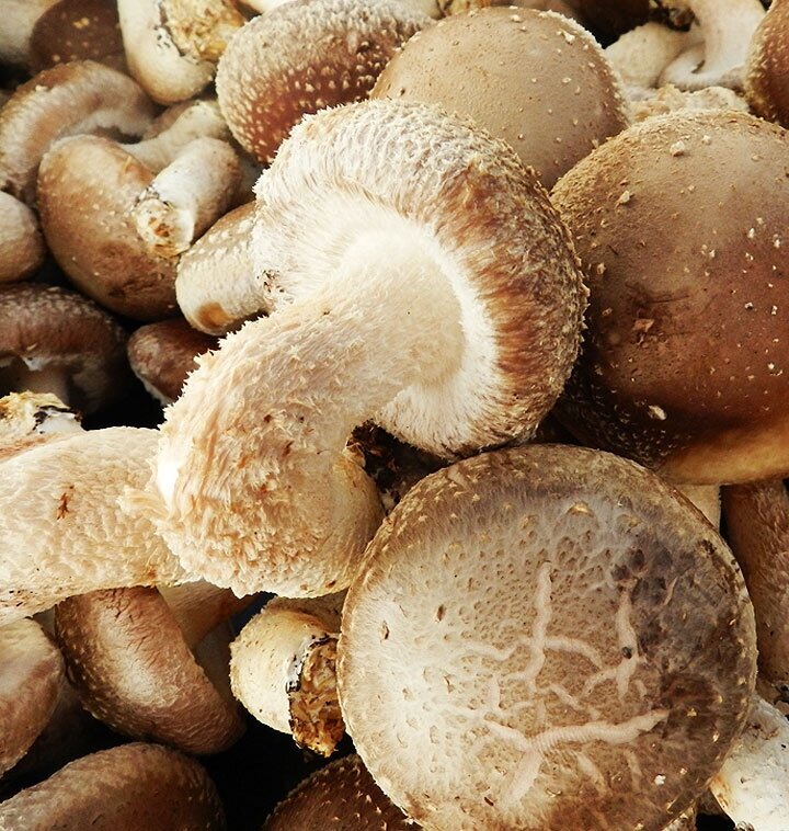 송이향과 표고버섯 맛의 송고버섯 (중)900g