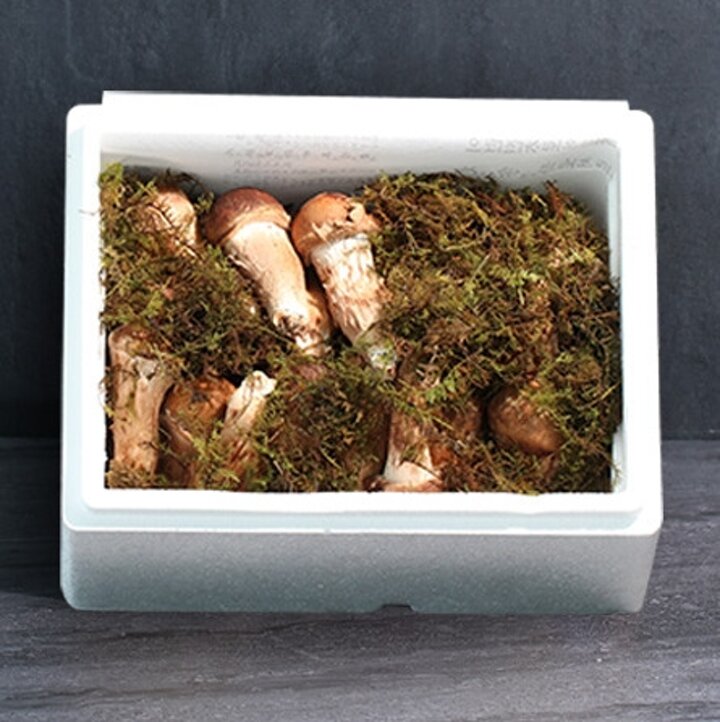 [산해직송] 무농약 참송이버섯 가정용 1kg