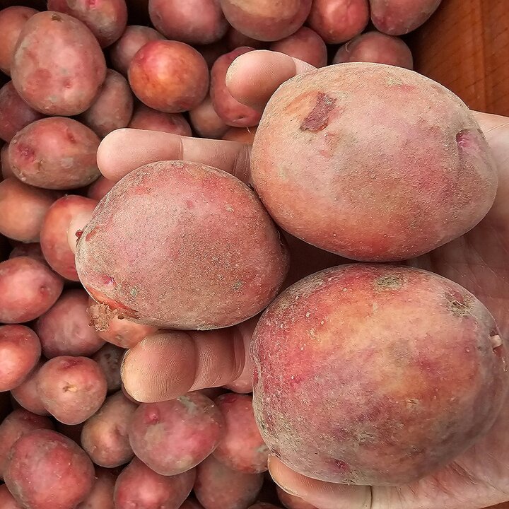 포슬포슬한 햇 홍감자 [대] 3kg