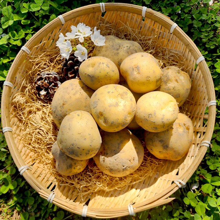 국내산 26년 햇 설봉감자 1.5kg(특) 6-12개내외