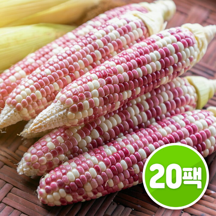 맛있는 알록달록 삶은 찰옥수수 20개