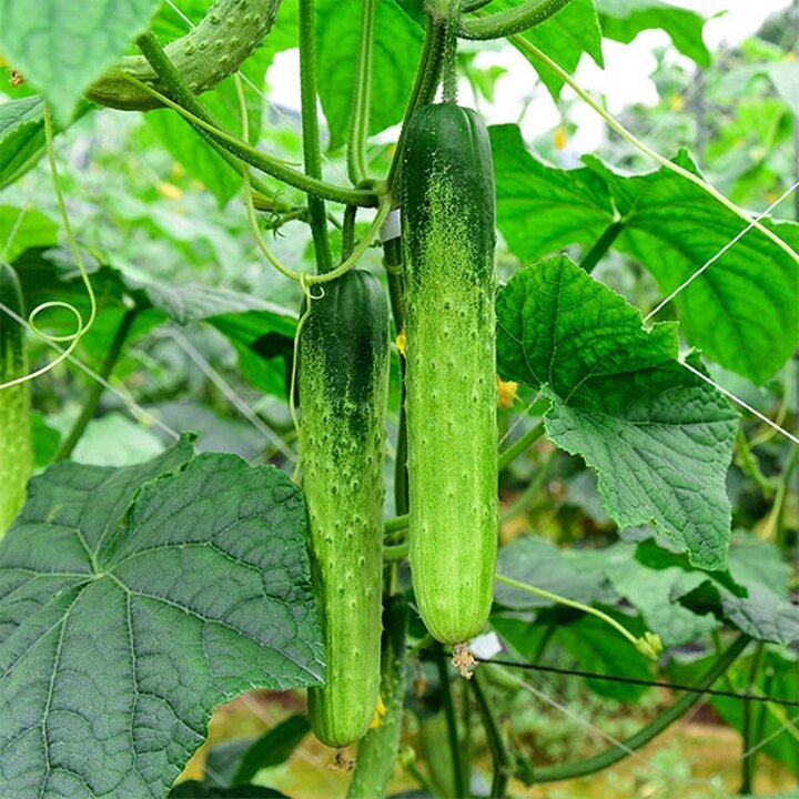 국내산 신선한 백오이 1kg