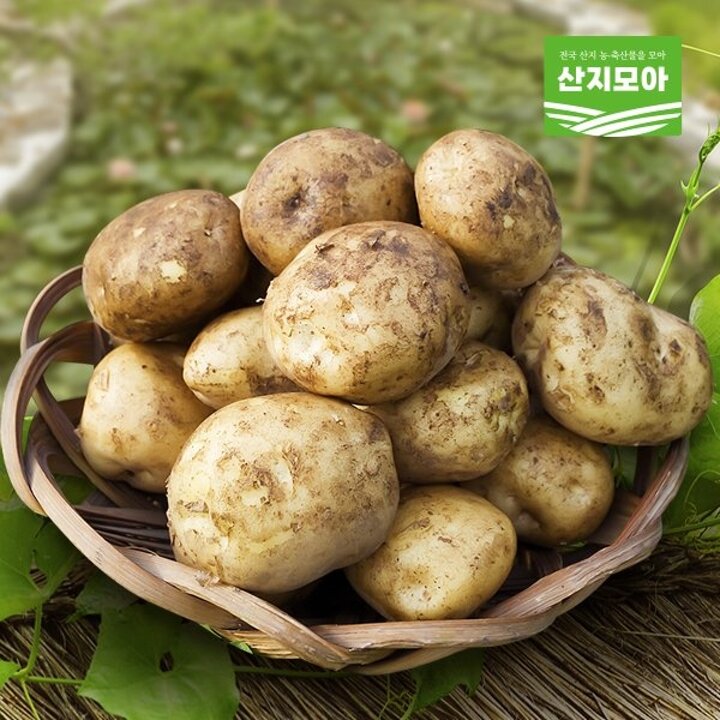 해남 수미감자 특 3kg (130-180g 내외)