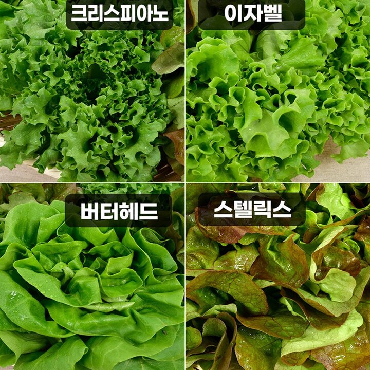 [당일수확] 유러피안 샐러드 채소 1kg