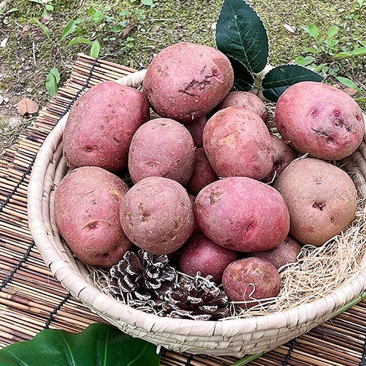 국내산 홍감자 특사이즈 3kg